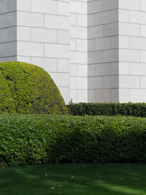Essential Lawn Care Tips