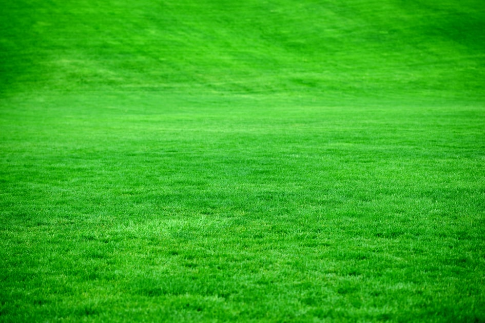 Top Landscaping Trends for 2023